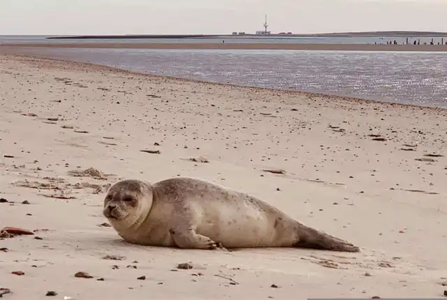 Kegelrobbe an der Nordsee